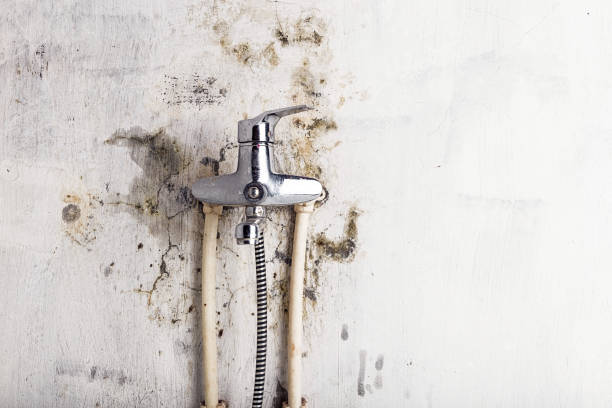 Best Mold Testing and Removal  in Caldwell, NJ