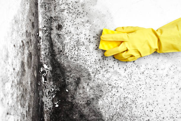Best Mold Removal Near Me  in Caldwell, NJ