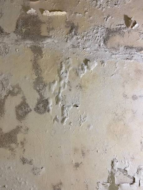 Best Office Mold Removal Services  in Caldwell, NJ