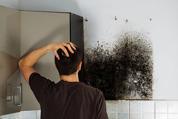 Best Mold Damage Repair  in Caldwell, NJ