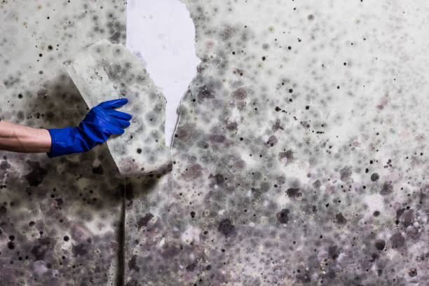 Best Crawl Space Mold Removal  in Caldwell, NJ