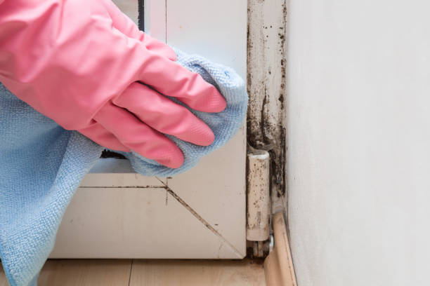Best Professional Mold Removal  in Caldwell, NJ