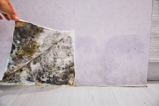 Best Emergency Mold Removal  in Caldwell, NJ